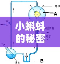 小蝌蚪的秘密之旅，探究其流出背后的原因