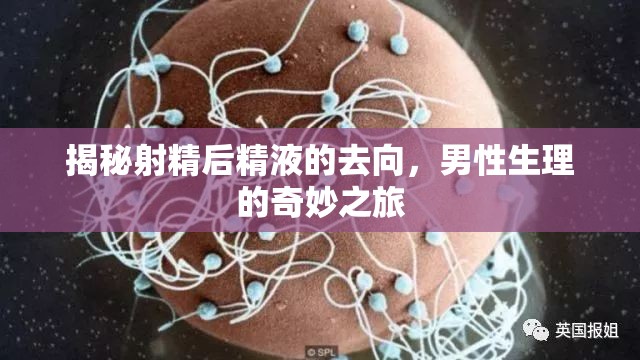 揭秘射精后精液的去向，男性生理的奇妙之旅