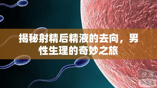 揭秘射精后精液的去向，男性生理的奇妙之旅