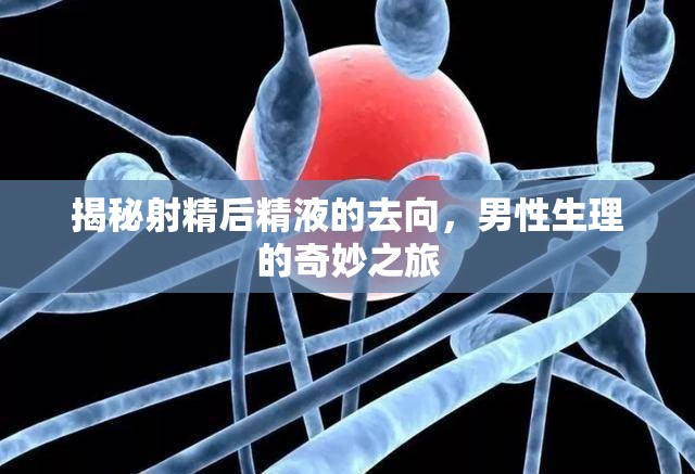 揭秘射精后精液的去向，男性生理的奇妙之旅