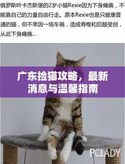 廣東撿貓攻略，最新消息與溫馨指南