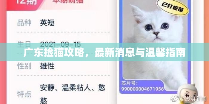 廣東撿貓攻略，最新消息與溫馨指南