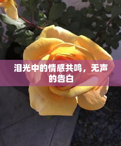 淚光中的情感共鳴，無聲的告白