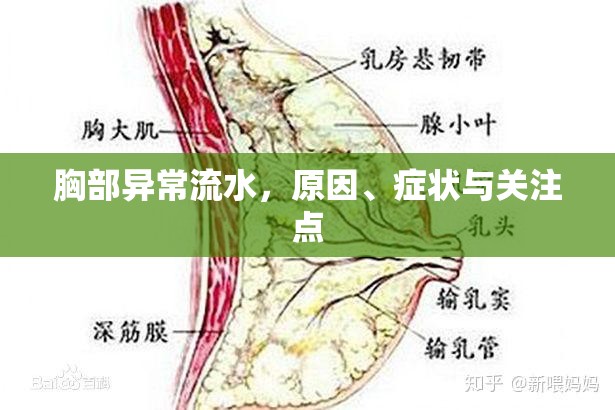 胸部異常流水，原因、癥狀與關(guān)注點(diǎn)