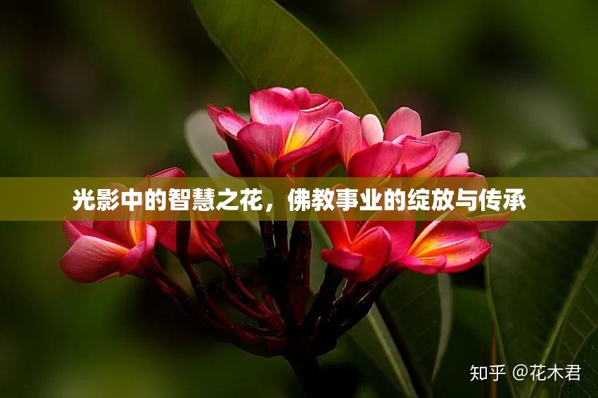 光影中的智慧之花，佛教事業(yè)的綻放與傳承