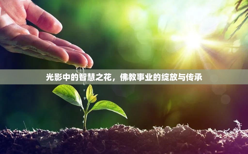 光影中的智慧之花，佛教事業(yè)的綻放與傳承