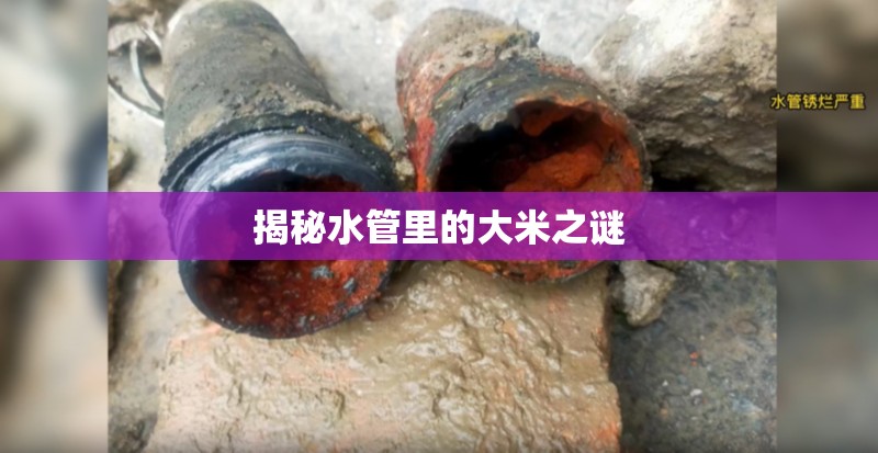 揭秘水管里的大米之謎