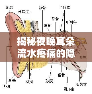 揭秘夜晚耳朵流水疼痛的隱痛之謎