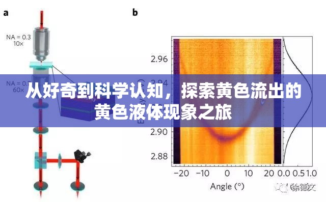 從好奇到科學(xué)認(rèn)知，探索黃色流出的黃色液體現(xiàn)象之旅