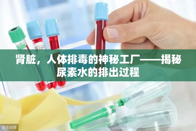 腎臟，人體排毒的神秘工廠——揭秘尿素水的排出過程