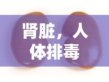 腎臟，人體排毒的神秘工廠——揭秘尿素水的排出過程