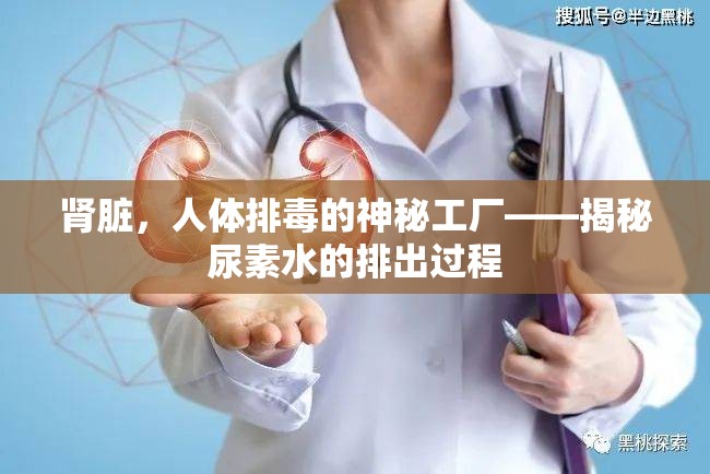 腎臟，人體排毒的神秘工廠——揭秘尿素水的排出過程