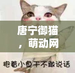 唐寧御貓，萌動(dòng)網(wǎng)絡(luò)的新晉網(wǎng)紅，最新動(dòng)態(tài)大揭秘
