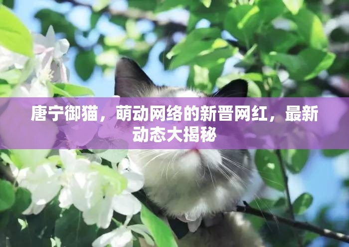 唐寧御貓，萌動(dòng)網(wǎng)絡(luò)的新晉網(wǎng)紅，最新動(dòng)態(tài)大揭秘