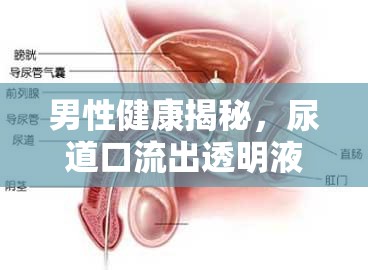 男性健康揭秘，尿道口流出透明液體的真相