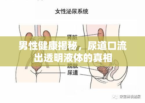 男性健康揭秘，尿道口流出透明液體的真相