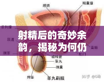 射精后的奇妙余韻，揭秘為何仍有精子流出