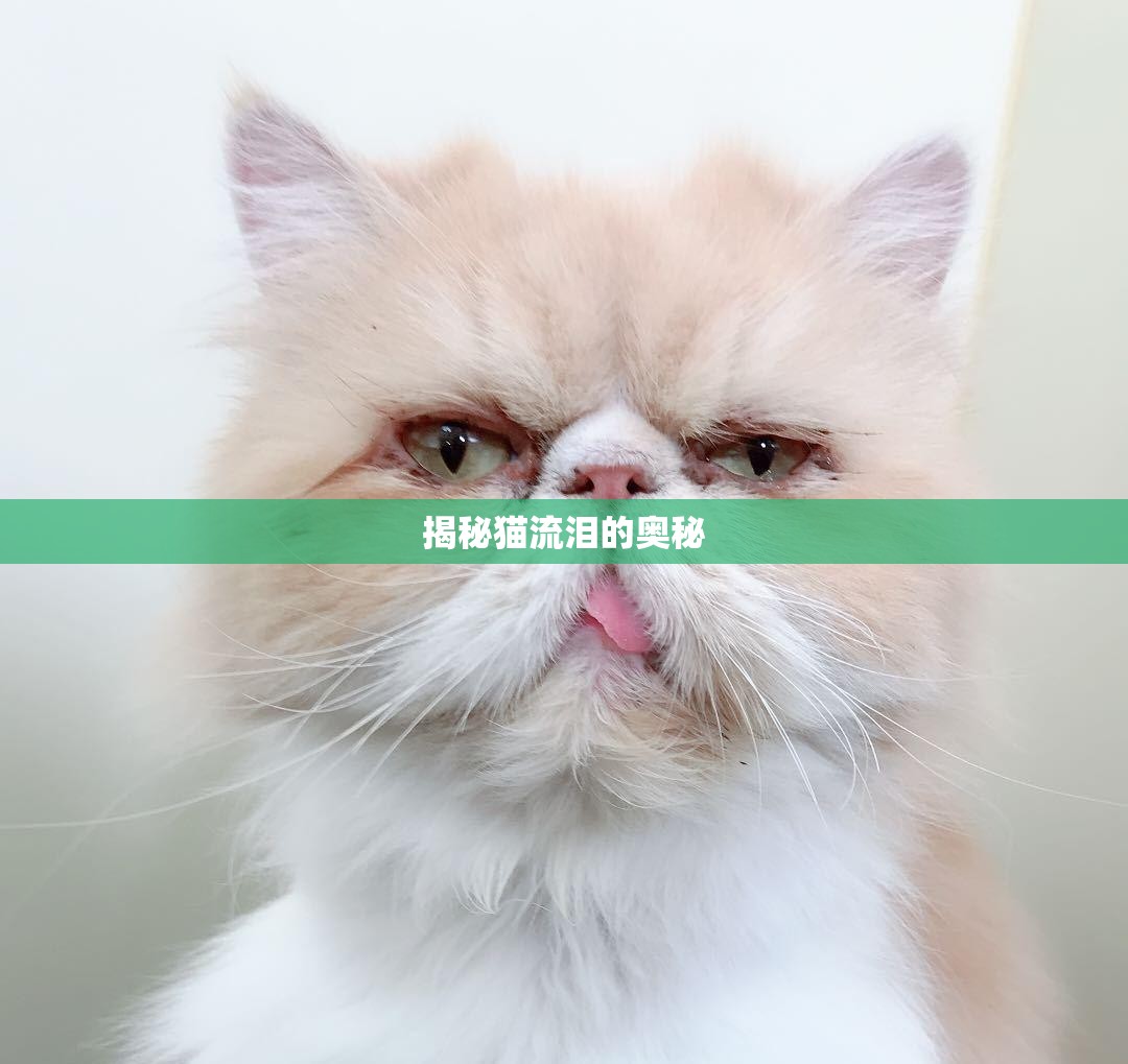揭秘貓流淚的奧秘