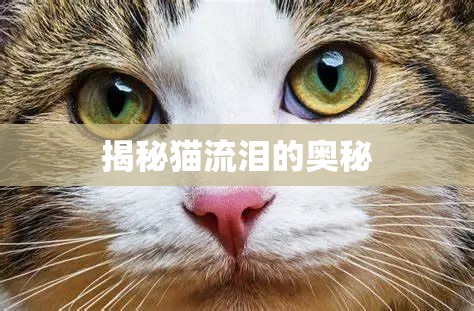 揭秘貓流淚的奧秘