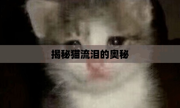 揭秘貓流淚的奧秘