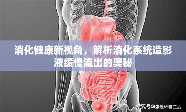 消化健康新視角，解析消化系統(tǒng)造影液緩慢流出的奧秘