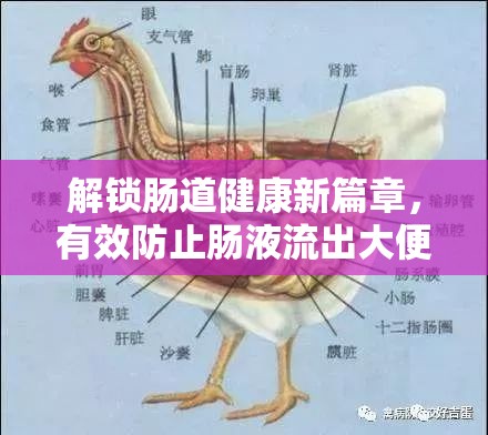 解鎖腸道健康新篇章，有效防止腸液流出大便的實用指南