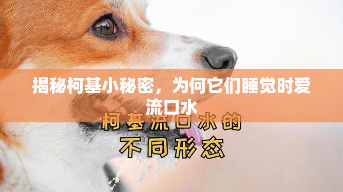 揭秘柯基小秘密，為何它們睡覺時愛流口水