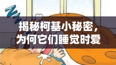 揭秘柯基小秘密，為何它們睡覺時愛流口水