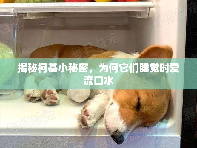 揭秘柯基小秘密，為何它們睡覺時愛流口水
