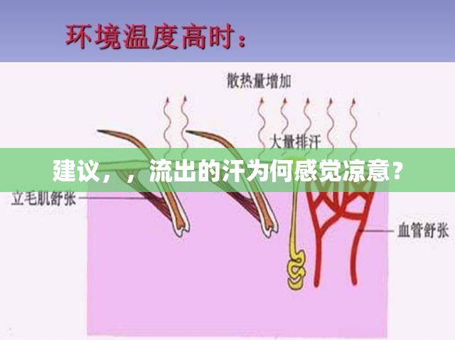 建議，，流出的汗為何感覺(jué)涼意？