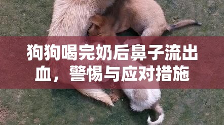 狗狗喝完奶后鼻子流出血，警惕與應對措施