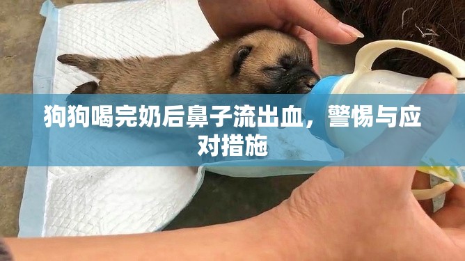 狗狗喝完奶后鼻子流出血，警惕與應對措施