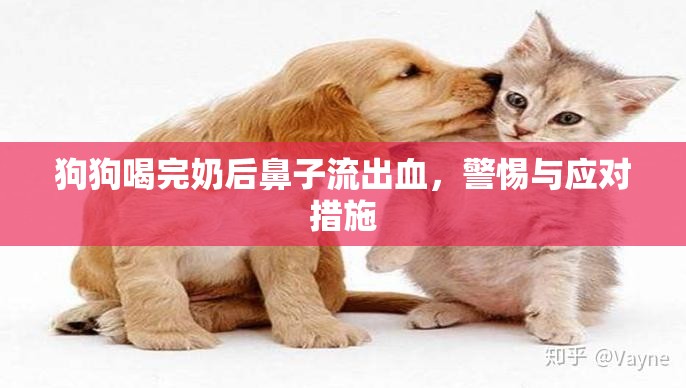 狗狗喝完奶后鼻子流出血，警惕與應對措施