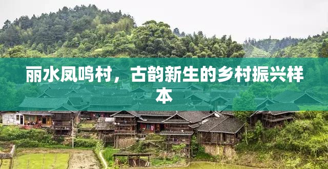 麗水鳳鳴村，古韻新生的鄉(xiāng)村振興樣本