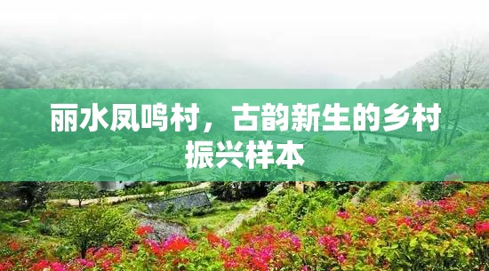 麗水鳳鳴村，古韻新生的鄉(xiāng)村振興樣本