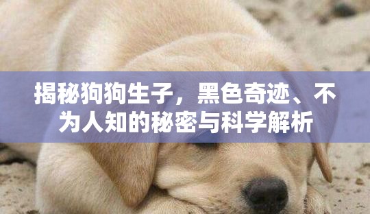 揭秘狗狗生子，黑色奇跡、不為人知的秘密與科學(xué)解析