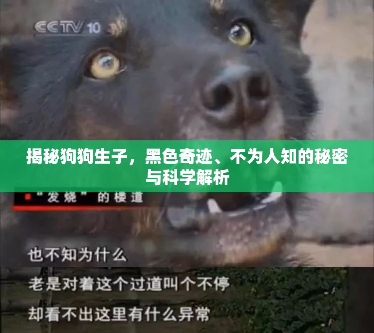揭秘狗狗生子，黑色奇跡、不為人知的秘密與科學(xué)解析