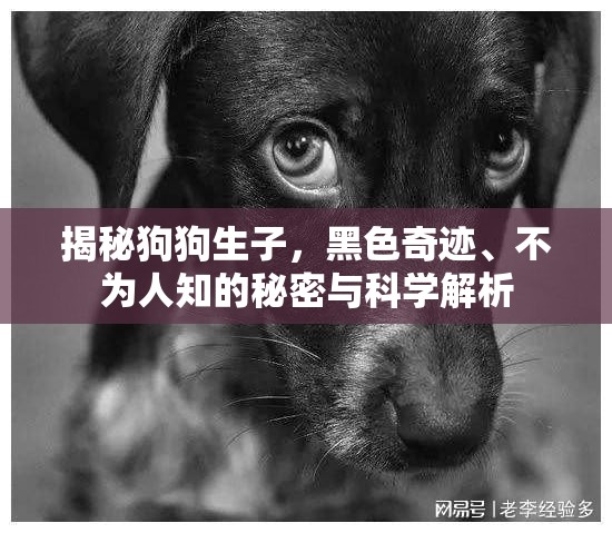 揭秘狗狗生子，黑色奇跡、不為人知的秘密與科學(xué)解析