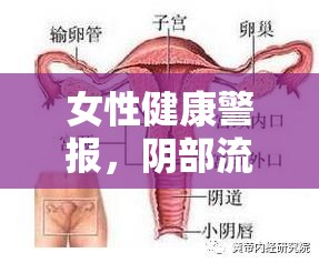 女性健康警報(bào)，陰部流出臭雞蛋味液體，警惕隱秘信號(hào)