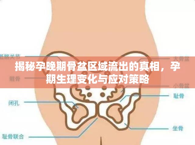 揭秘孕晚期骨盆區(qū)域流出的真相，孕期生理變化與應(yīng)對(duì)策略