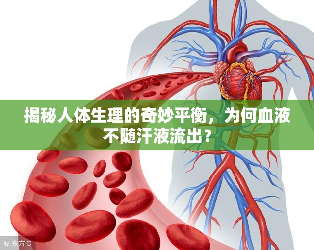 揭秘人體生理的奇妙平衡，為何血液不隨汗液流出？