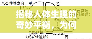 揭秘人體生理的奇妙平衡，為何血液不隨汗液流出？