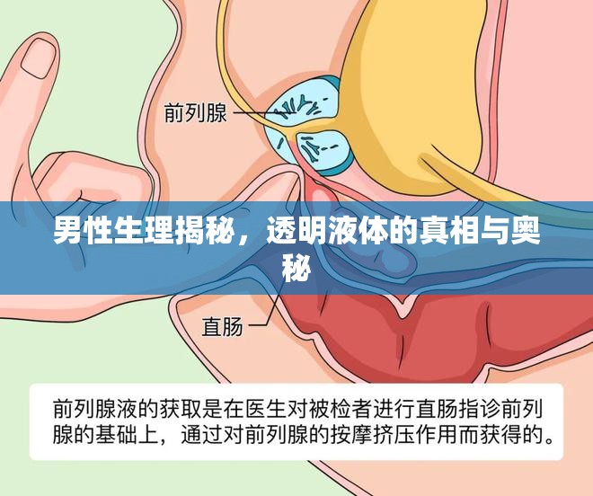 男性生理揭秘，透明液體的真相與奧秘