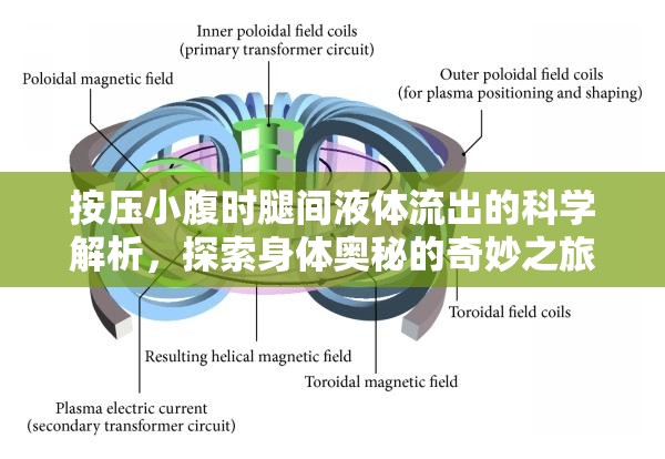 按壓小腹時(shí)腿間液體流出的科學(xué)解析，探索身體奧秘的奇妙之旅
