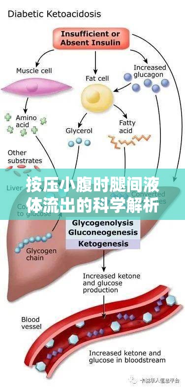 按壓小腹時(shí)腿間液體流出的科學(xué)解析，探索身體奧秘的奇妙之旅