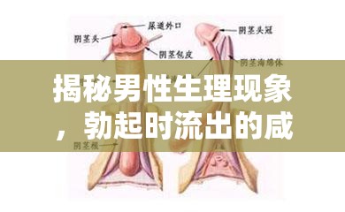 揭秘男性生理現(xiàn)象，勃起時流出的咸咸液體真相