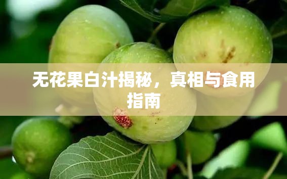 無花果白汁揭秘，真相與食用指南