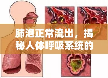 肺泡正常流出，揭秘人體呼吸系統(tǒng)的微妙血液平衡