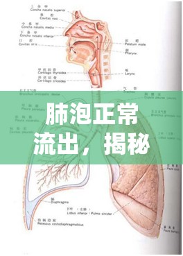 肺泡正常流出，揭秘人體呼吸系統(tǒng)的微妙血液平衡