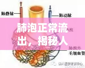 肺泡正常流出，揭秘人體呼吸系統(tǒng)的微妙血液平衡